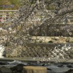 【佐賀県唐津市の風景：4K映像】七山市民センター周辺の桜[七山市民センター周辺](令和5年3月27日撮影）