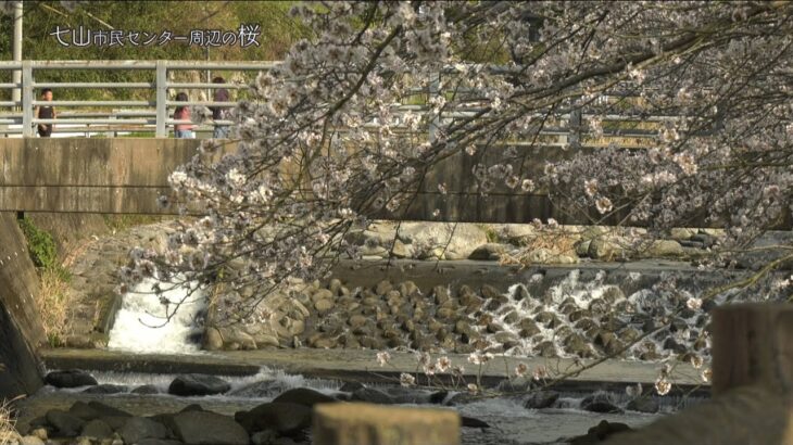 【佐賀県唐津市の風景：4K映像】七山市民センター周辺の桜[七山市民センター周辺](令和5年3月27日撮影）