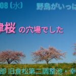 春日部【野鳥と桜】旧倉松第二調整池(幸松川)【4K映像】FUJIFILM XS10 クラシッククローム 3分間の風景 Vlog 2023.03.08(水)=Wild birds