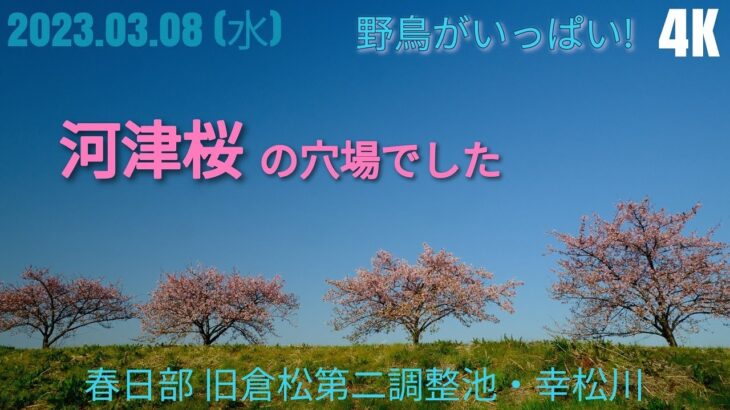 春日部【野鳥と桜】旧倉松第二調整池(幸松川)【4K映像】FUJIFILM XS10 クラシッククローム 3分間の風景 Vlog 2023.03.08(水)=Wild birds