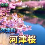 伊豆の河津町に咲く桜「河津桜」【ドローン空撮 4K】Japan travel