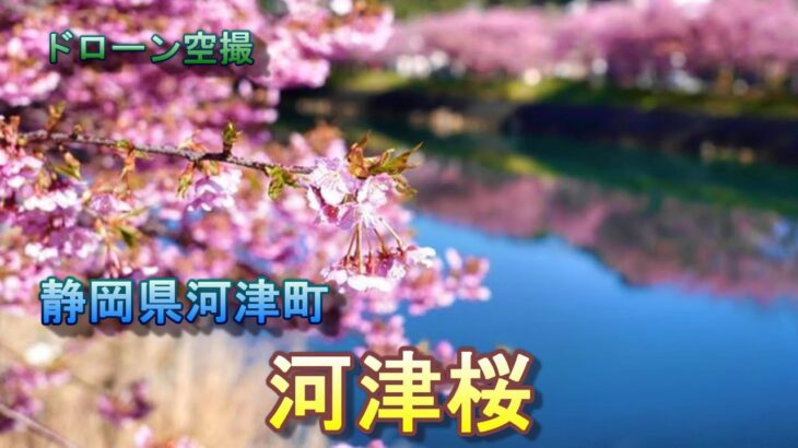 伊豆の河津町に咲く桜「河津桜」【ドローン空撮 4K】Japan travel