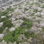 伊豆大島 ドローン空撮 千波の桜 ⑥ DJI MAVIC AIR 2 2023/03/31