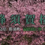 【蜂須賀桜】徳島県勝浦町　山間に咲く早咲きの桜　ドローン空撮　DJI Mavic 3