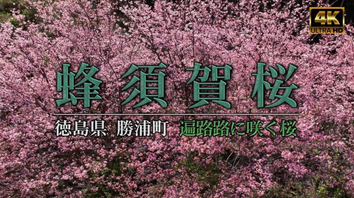 【蜂須賀桜】徳島県勝浦町　山間に咲く早咲きの桜　ドローン空撮　DJI Mavic 3
