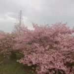 ドローン空撮(FPV)　香川県東かがわ市「湊川河津桜」