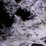 癒しの風景・熊本【市房の夜桜】 Healing Scenery 【sakura at night】