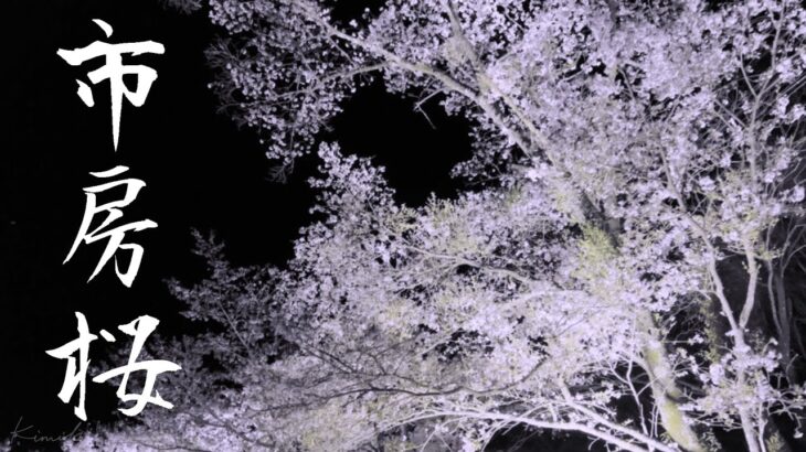 癒しの風景・熊本【市房の夜桜】 Healing Scenery 【sakura at night】