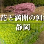 河津桜と菜の花の美しいコントラストをドローン空撮【JMTドローンツアー】