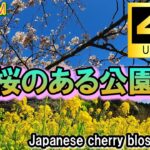 【４K】癒しとリラックスBGM。桜、公園の自然風景、作業用。