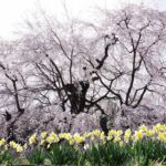 日本の美風景　霧の身延のしだれ桜編４K　Beautiful Landscape of Japan　Weeping cherry blossoms of MINOBU in the fog .