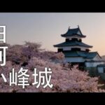 【ドローン撮影】白河小峰城の桜 SAKURA DRONE空撮