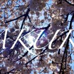 SAKURA | 桜 | cherry blossoms | Beautiful Japan 4K |和歌山県伊都郡かつらぎ町