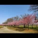 #YYゆたか　幸手権現堂　河津桜の風景　050311