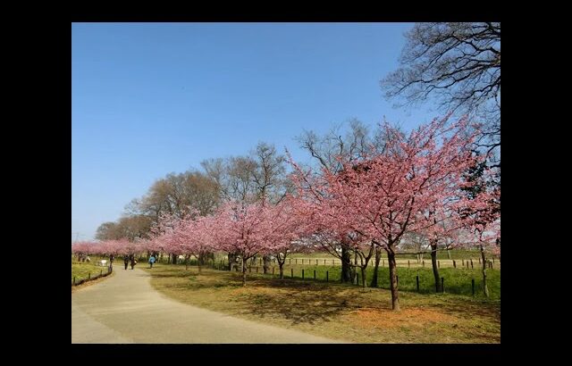 #YYゆたか　幸手権現堂　河津桜の風景　050311