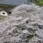 桜・cherry blossoms・ドローン撮影
