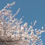 桜の古木２万本余りが満開に　湖北省大冶市