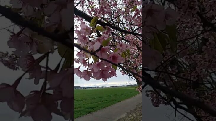 田園風景に、河津桜🌸😆