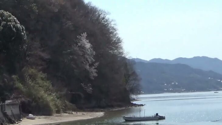 浜辺のすでに満開の桜とトンビと鴉　#風景動画