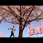 【 桜 ドローン空撮 】奈良の天理の川沿いで空撮　長谷寺の桜
