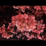 権現堂　桜祭り　夜桜