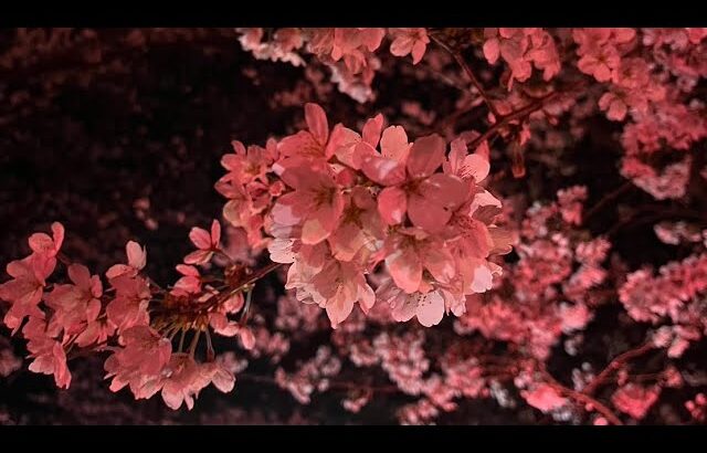 権現堂　桜祭り　夜桜