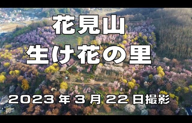 花見山、生け花の里　空撮