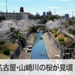 名古屋・山崎川の桜が見頃　花見スポットをドローンで撮影