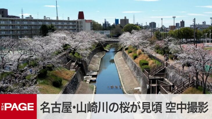 名古屋・山崎川の桜が見頃　花見スポットをドローンで撮影