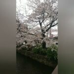 #京都#桜#花見#木屋町#高瀬川#僕の好きな風景