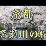 京都の高瀬川の桜風景です。