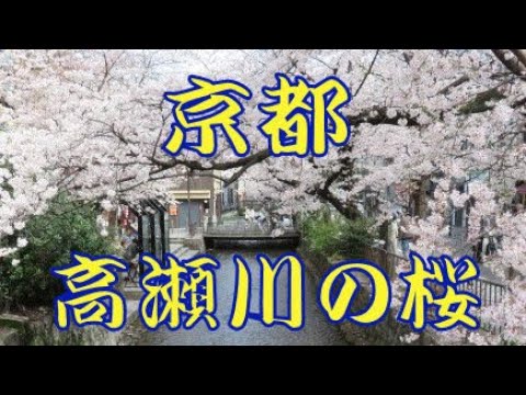 京都の高瀬川の桜風景です。