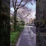 【京都-満開の桜】木屋町にある風景 散歩道