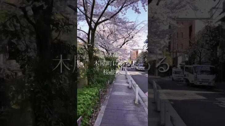 【京都-満開の桜】木屋町にある風景 散歩道