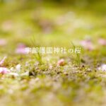 山口県の風景『宇部護国神社の桜』宇部市