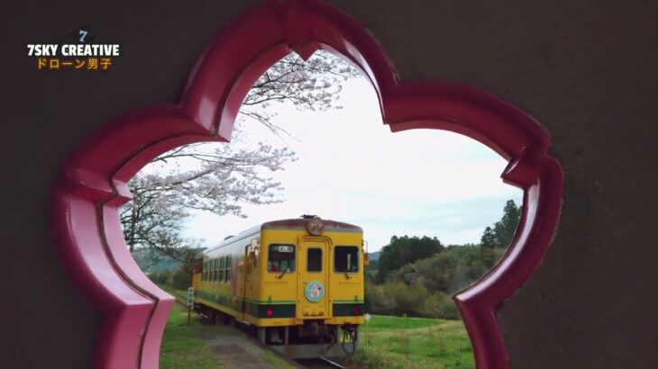 いすみ鉄道「菜の花と桜を紹介」ドローン空撮