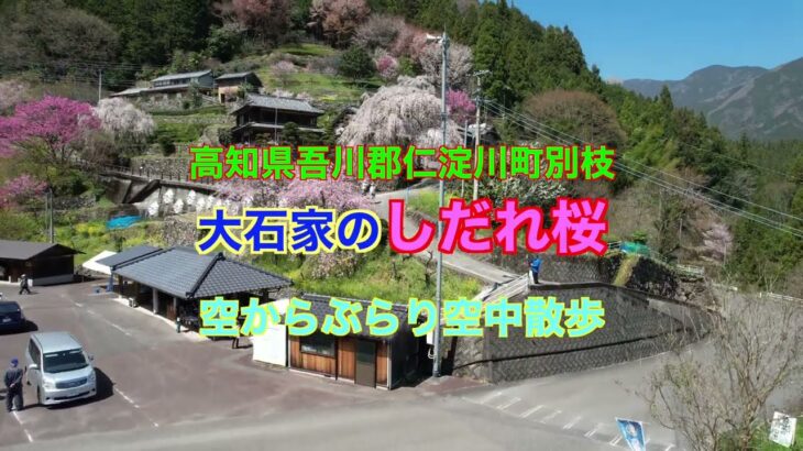 仁淀川町別枝大石家のしだれ桜 ドローン空撮