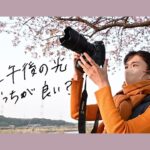 【撮影風景】河津桜を撮るなら午前と午後どちらが良いのか検証します