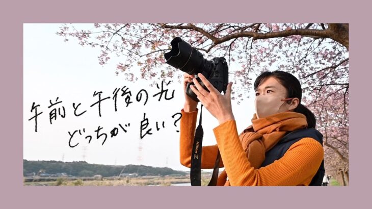 【撮影風景】河津桜を撮るなら午前と午後どちらが良いのか検証します