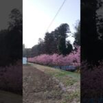河津桜と田舎のあさの風景🤗