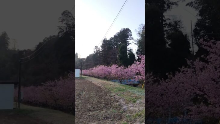 河津桜と田舎のあさの風景🤗