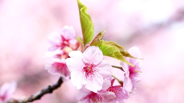 【風景動画】河津桜を一部露出オーバーで撮ってみた