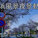 【横浜風景夜景動画 0477】よく晴れた4月の昼間、みなとみらいさくら通り沿いの満開の桜とコスモクロック21 20230401