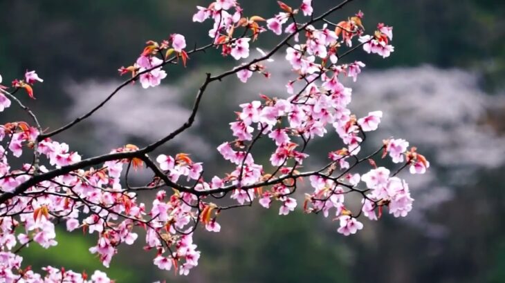 山桜、ソメイヨシノの1日