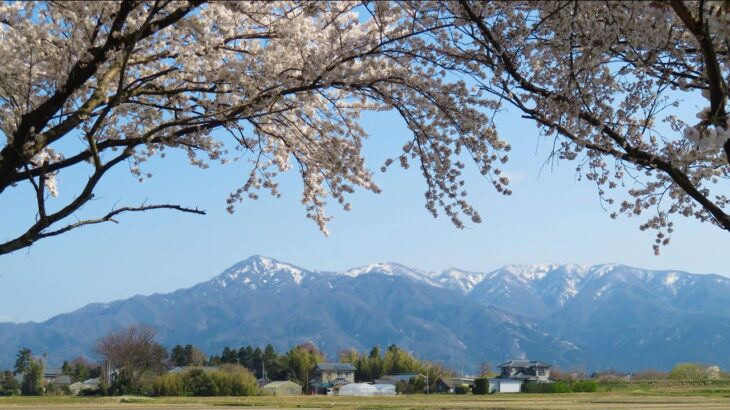 小さな窓の花ごよみ 1771 阿賀野市安田へ 桜並木と阿賀野川車窓風景 ♪交響曲6番「田園」第1楽章 ♪