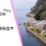 2023 ドローン花見 –  【琵琶湖 海津大崎桜並木】