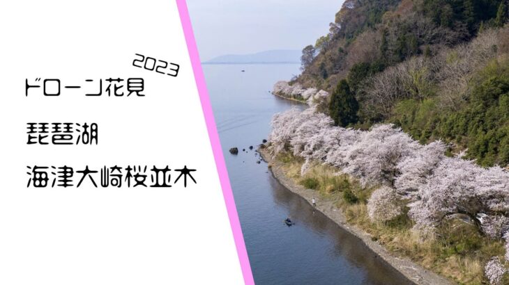 2023 ドローン花見 –  【琵琶湖 海津大崎桜並木】