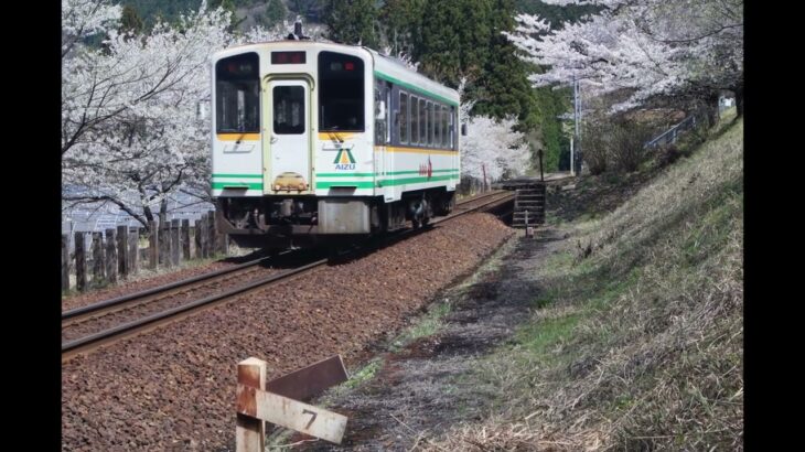 大川ダム公園駅　さくら・桜・さくら　今日一の風景 2023-04-11