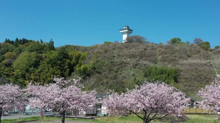 2023 さくら市の桜 ②