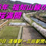 2023年 福知山線のさくら  河川敷の桜並木と列車を撮ってみました、春らしい風景をお楽しみください。